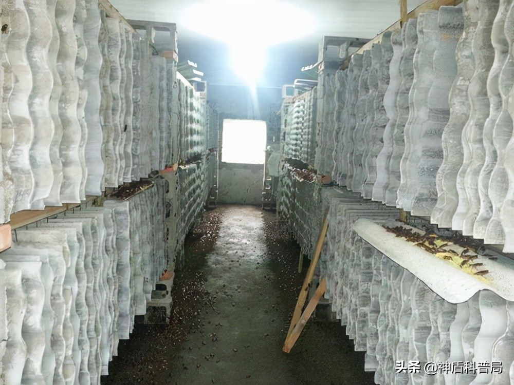 明明蟑螂爬到身上就不见了,有人把蟑螂给踩死了