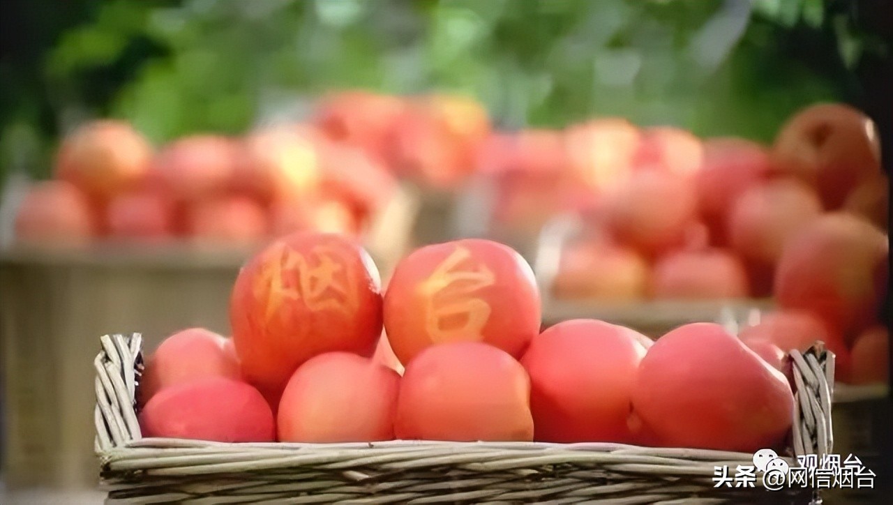 烟台农科院苹果苗品种,山东烟台苹果苗新品种