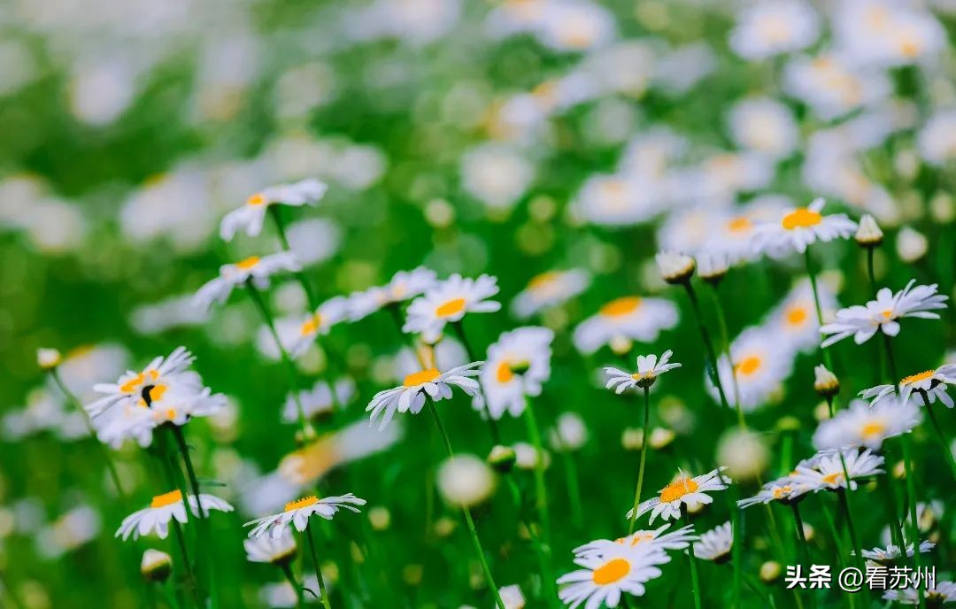 苏州赏花的地方,苏州三月中旬赏花去处
