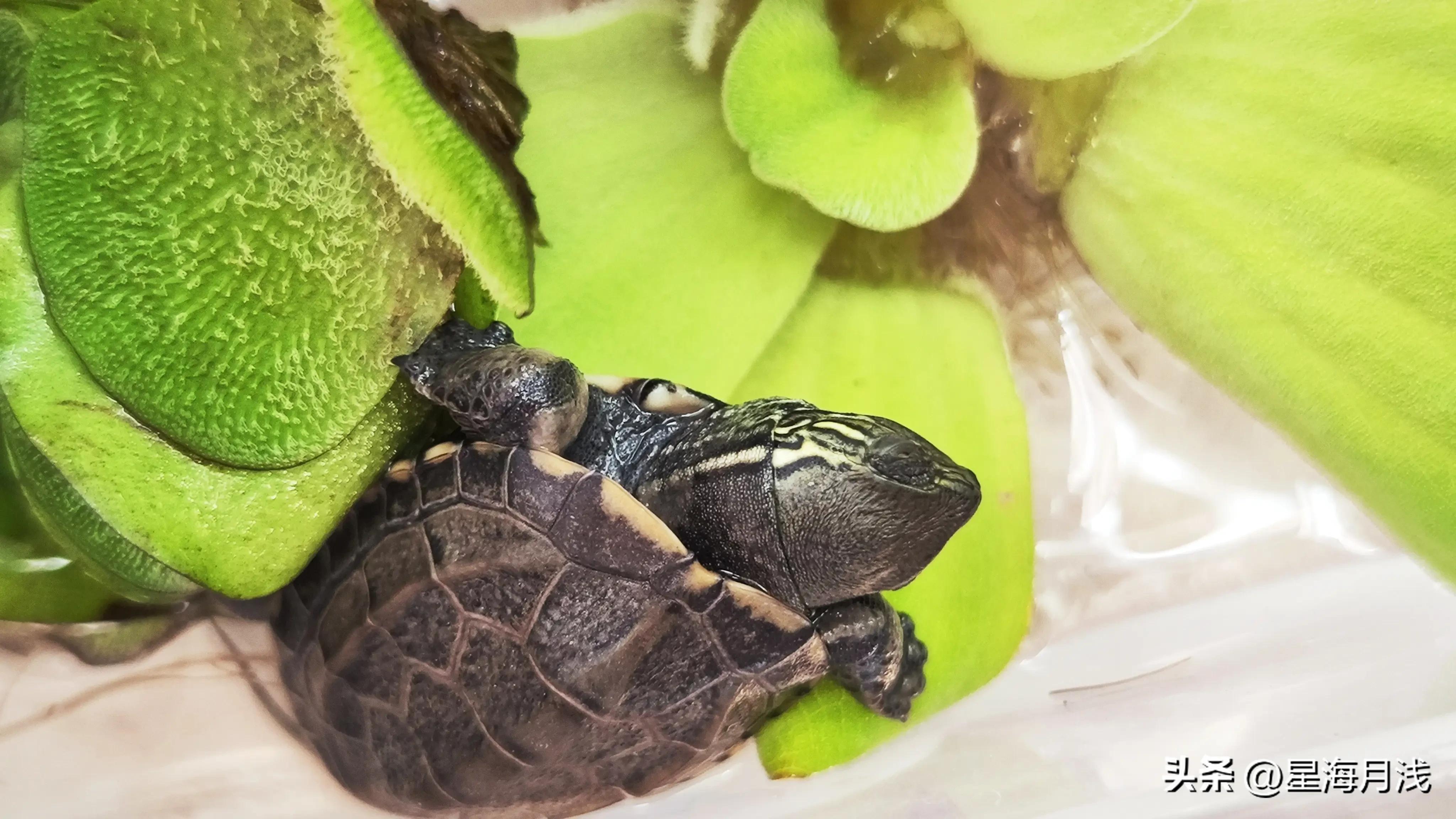 养龟是一种什么样的体验,养龟人的感受
