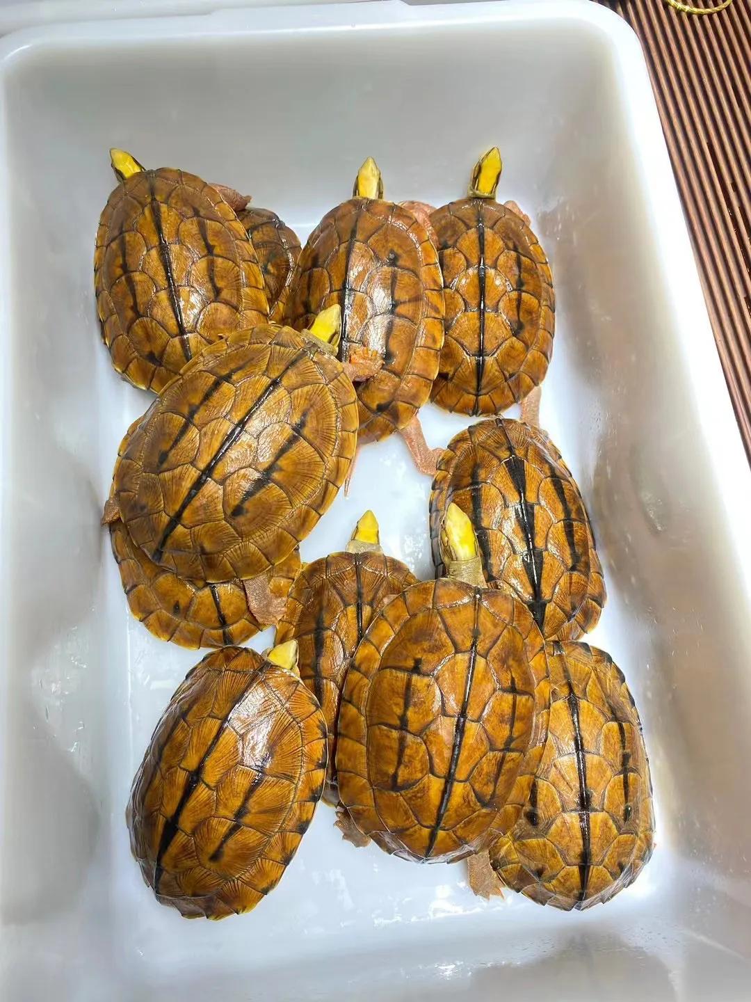 金钱龟用什么缸养好,如何养好金钱龟宠物