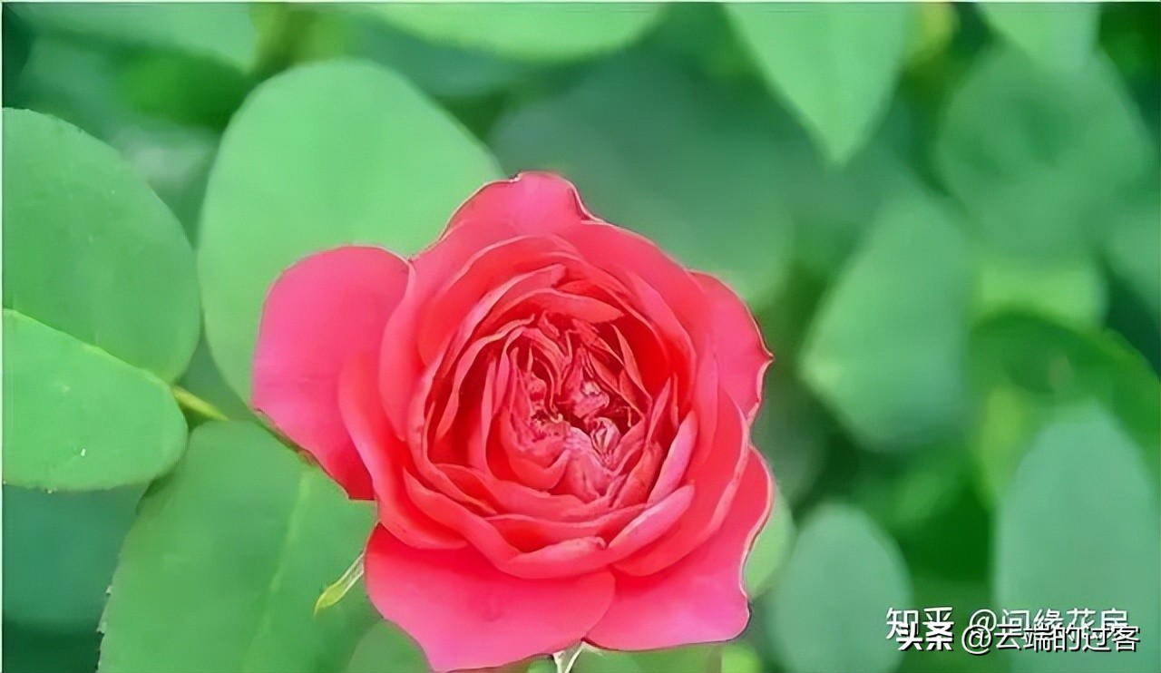 1到99朵玫瑰的含义图片,1到99朵玫瑰花语是什么