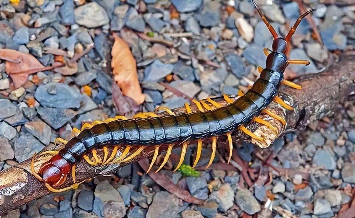 蜈蚣毒性与蜈蚣大小有关系吗,蜈蚣毒性与蜈蚣大小有关吗