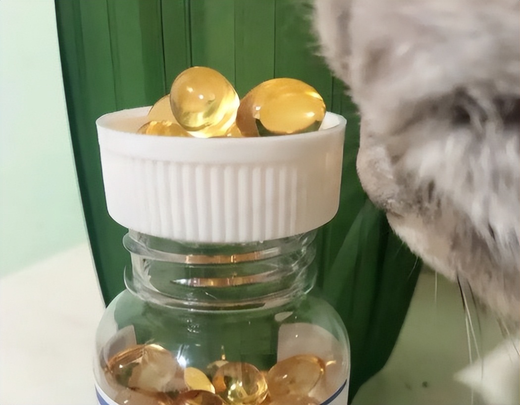 猫咪几个月吃鱼油最好,多大点的猫咪可以开始吃鱼油