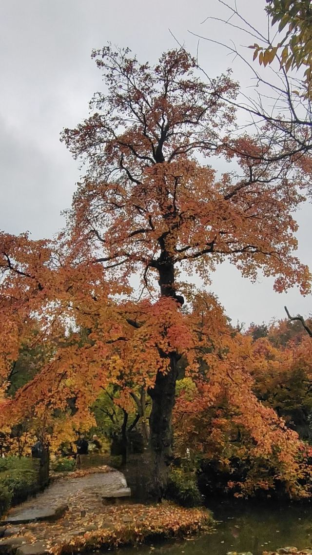 苏州秋季旅游最值得去的地方,苏州赏秋一日游攻略