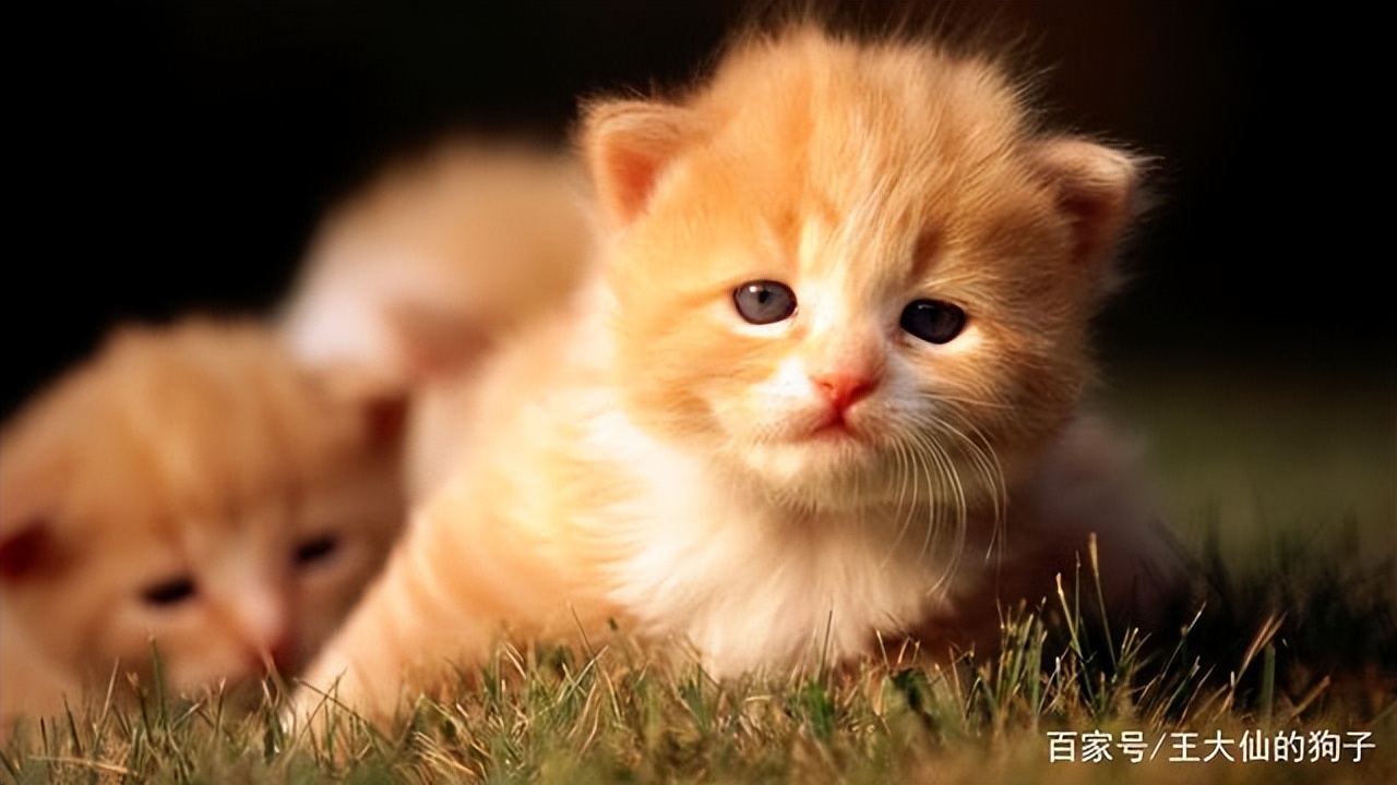 捡到流浪奶猫怎么照顾,捡到流浪小奶猫怎么办