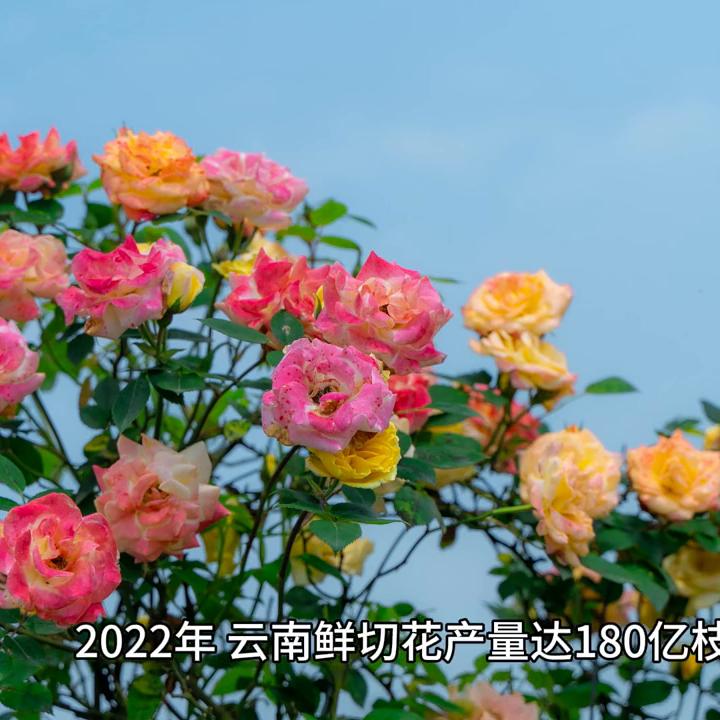 花繁色艳,玫瑰种植品种精品