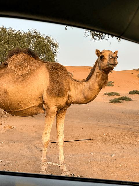 哈伊马角利兹卡尔顿,哈伊马角沙漠丽思卡尔顿酒店