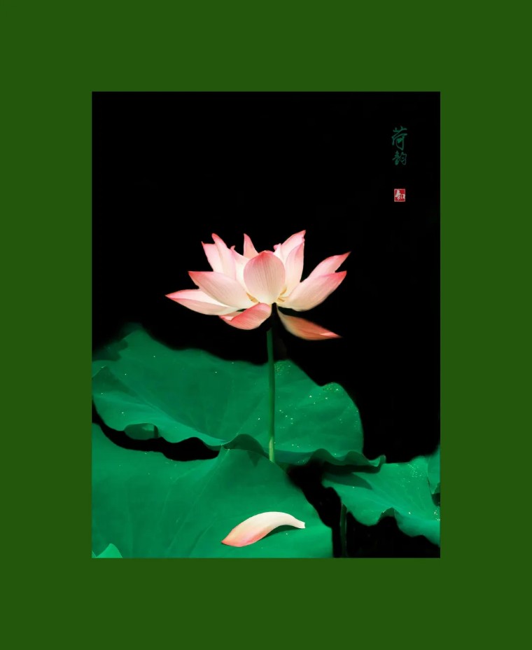 手机摄影作品欣赏夏荷之韵,夏荷摄影效果怎么样