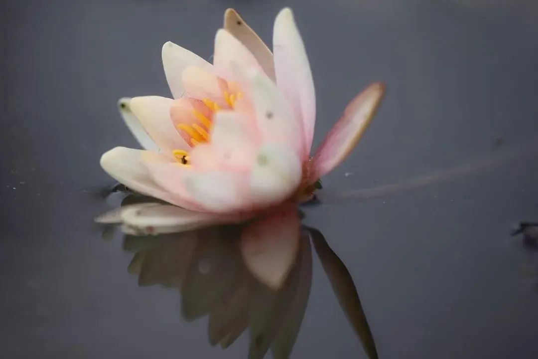 荷花睡莲你能分清吗,荷花和睡莲你能真的分得清楚吗