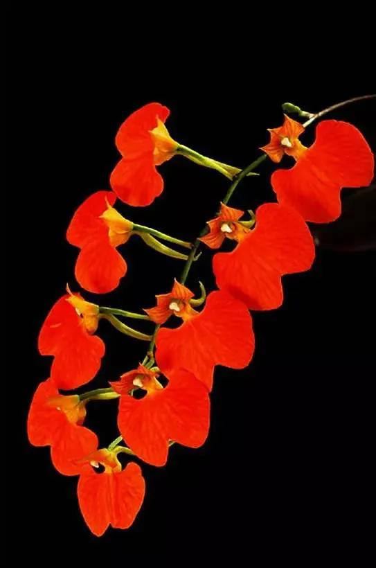 最美的100种兰花图片,欣赏一下最美的兰花