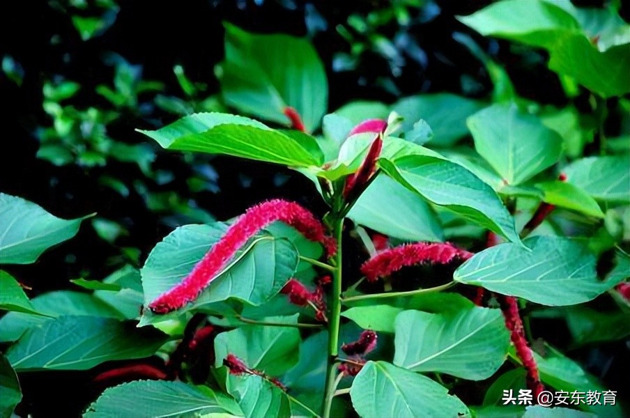 狼尾草的形态特征,狗尾巴草的品种及图片