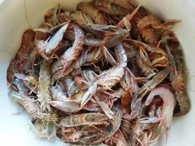 放心吃敞开买，4月大连的5种小海鲜，野生不掺假，最低4元一斤