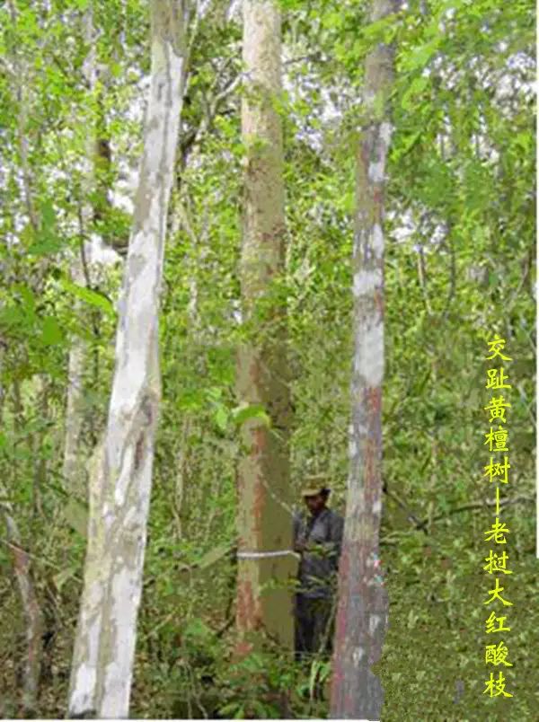 大红酸枝有哪几种木材,大红酸枝属于什么木种