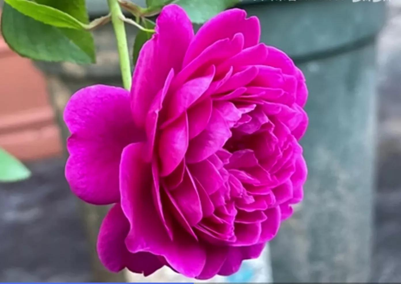 常见切花月季一览（45）