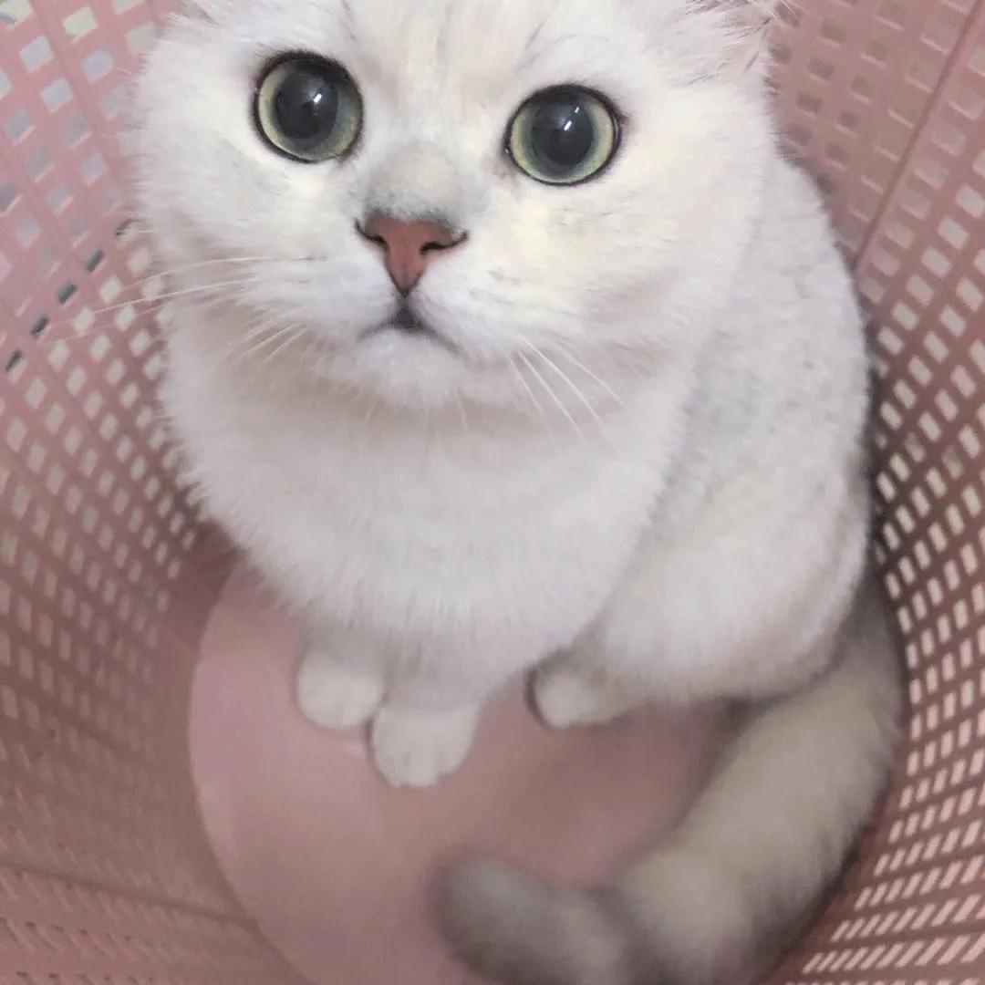 灰色猫咪是什么品种,玳瑁猫咪是什么品种