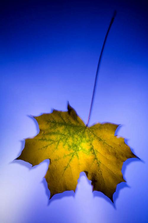 季节渐深,感悟秋叶之静美