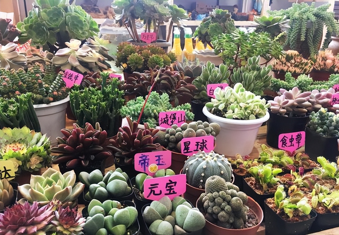 逛花市如何买好看又好养的花,花市上最好买的花有哪些