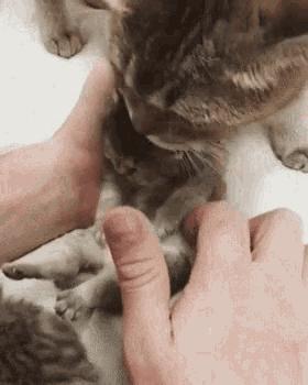 养小奶猫需要准备什么用品,家猫小奶猫怎么养活