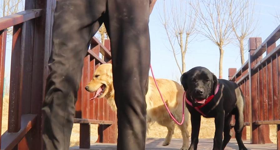 狗狗因车祸失去了一条腿,狗狗惨遭车祸