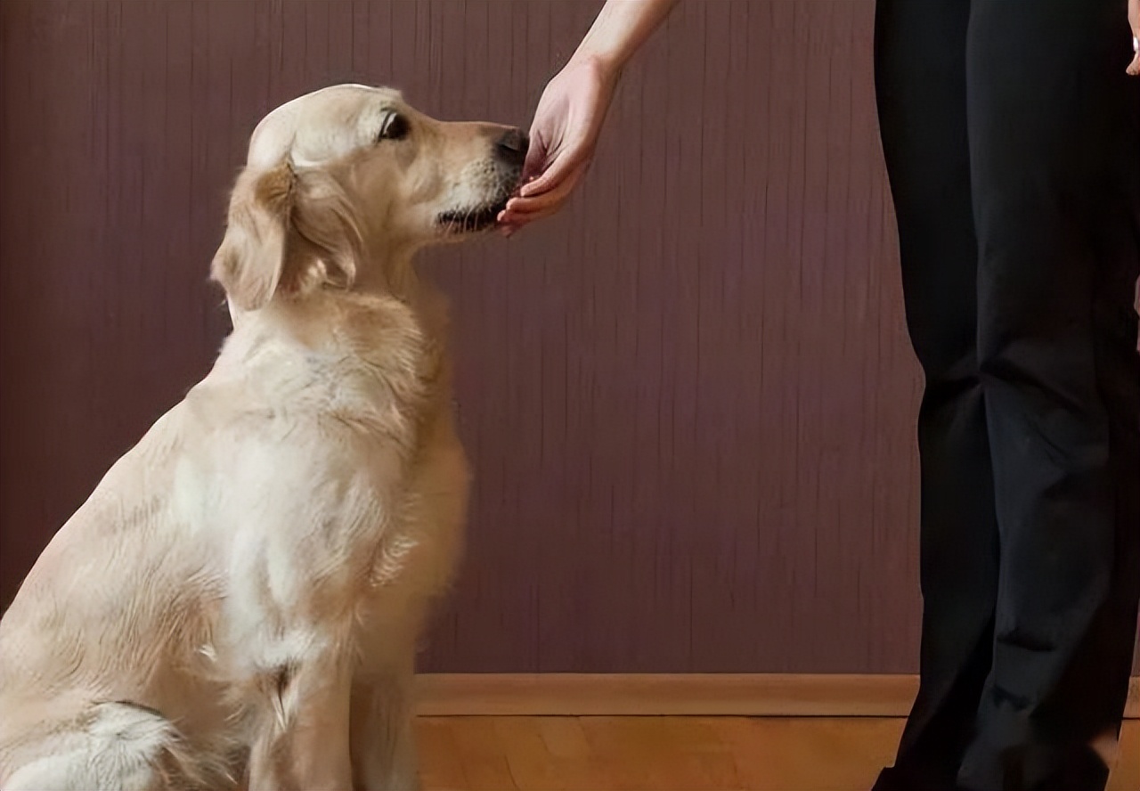 为什么狗狗不喜欢强制跟主人亲亲,狗狗不亲近其他人