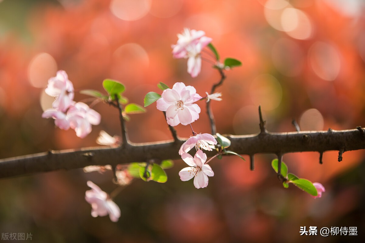 手机专业摄影拍照技巧教程,专业摄影大师拍照技巧