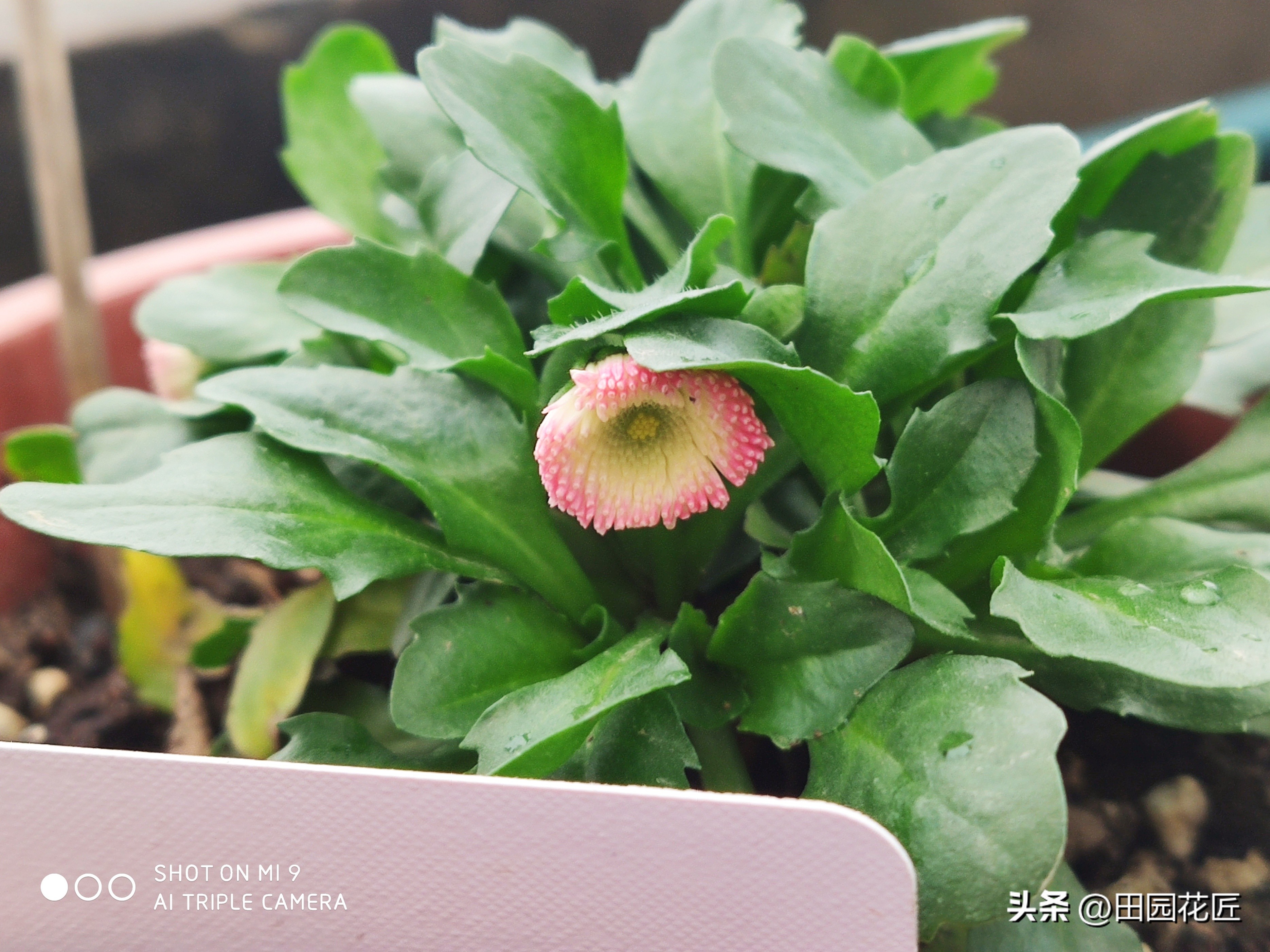 雏菊花期到了,当前该怎样养护才能让它花开的更多,花色更艳丽?