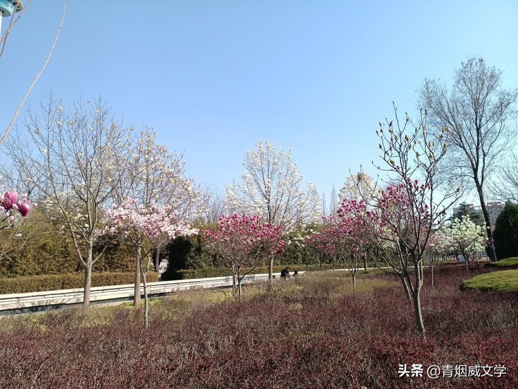 十四行诗虞美人,虞美人长恨知音少