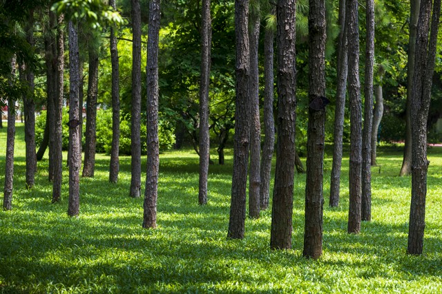 马尾松毛虫,马尾松树图片