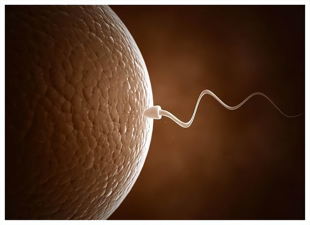 孩子会不会长得像前男友？那些没有成功的精子，最终去了哪里？