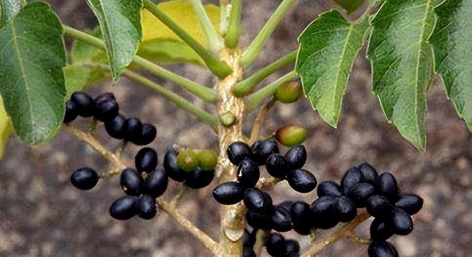 鸦胆子治尖锐湿疣多久能好,鸦胆子能治尖锐湿疣吗