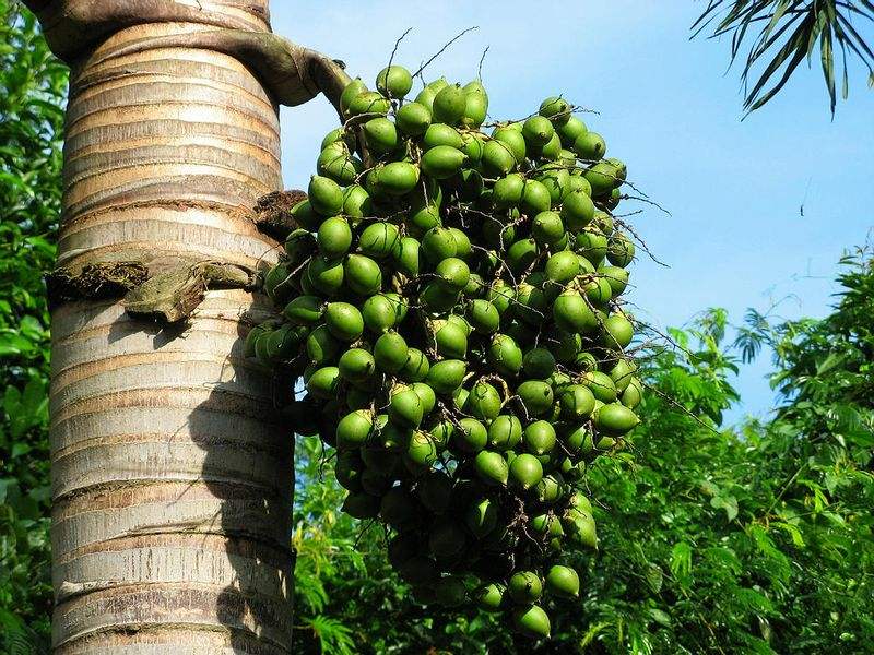 槟榔危害性有多大安全性又有多大,槟榔危害到底多可怕