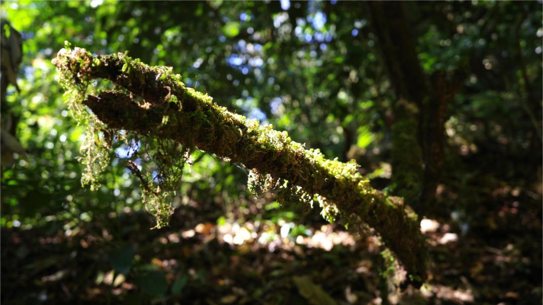 内含物质高达52％的茶种，竟然在云南？|2023茶山播报06
