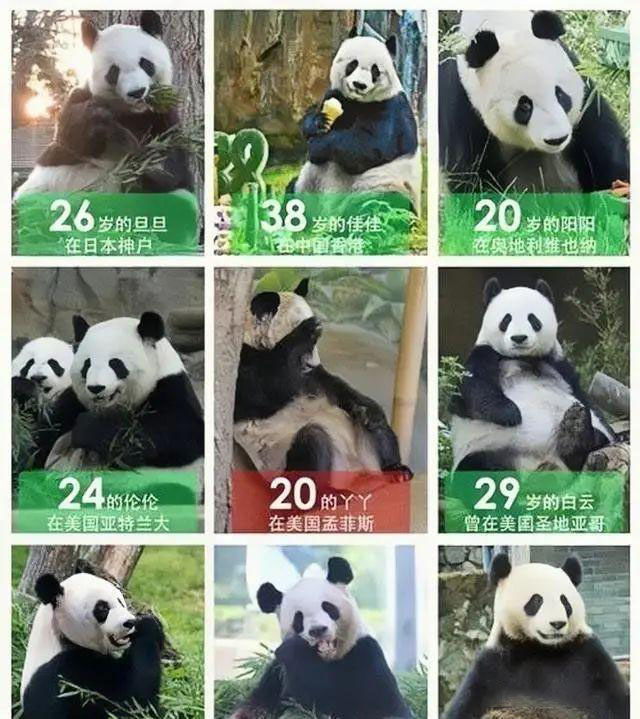 出国熊猫丫丫,熊猫福宝在国外有多欢迎