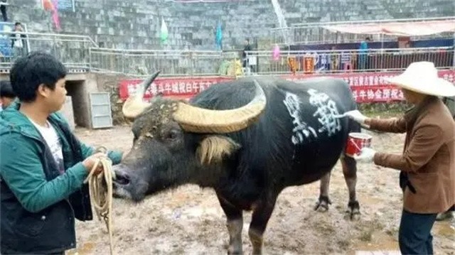 贵州牛王出战三江,牛王昆山所有视频