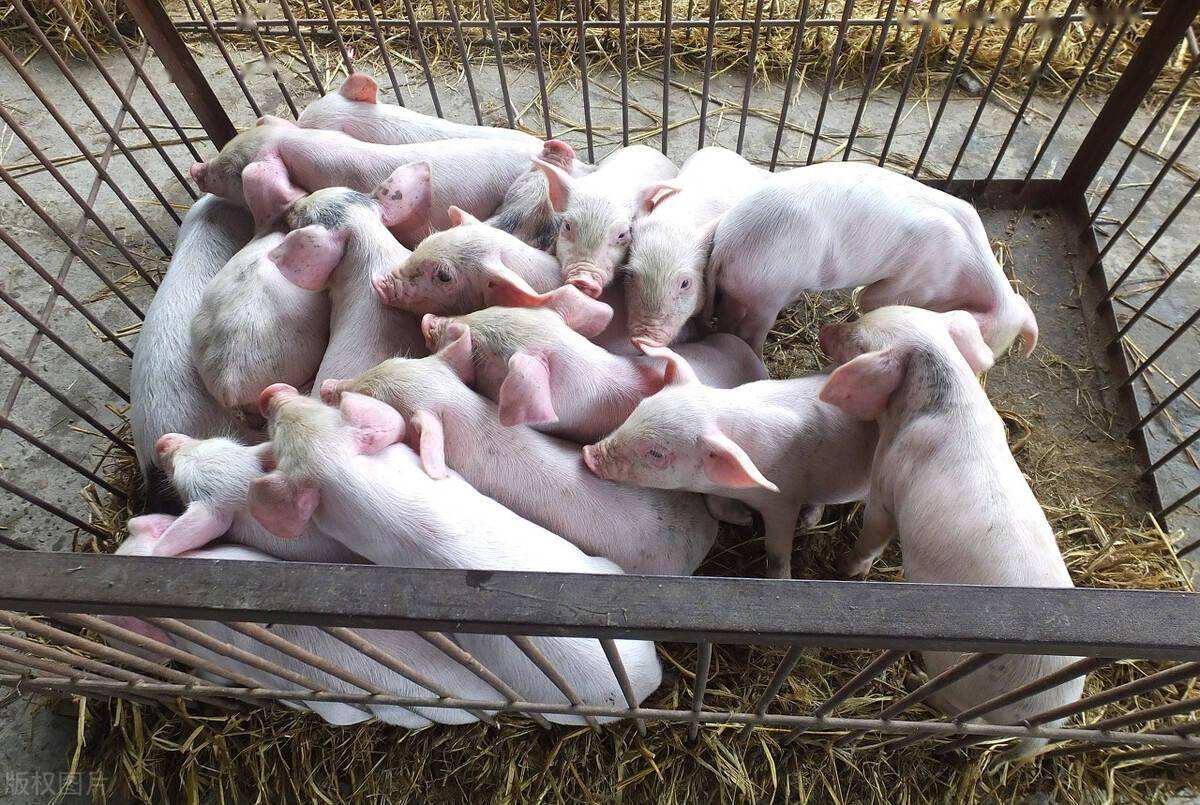 刚买回来的小猪怎样管理?小猪刚买回家应该注意些什么?