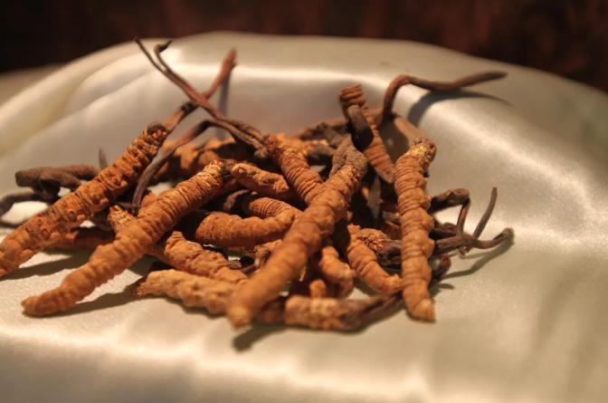 安徽金寨冬虫夏草,安徽冬虫夏草