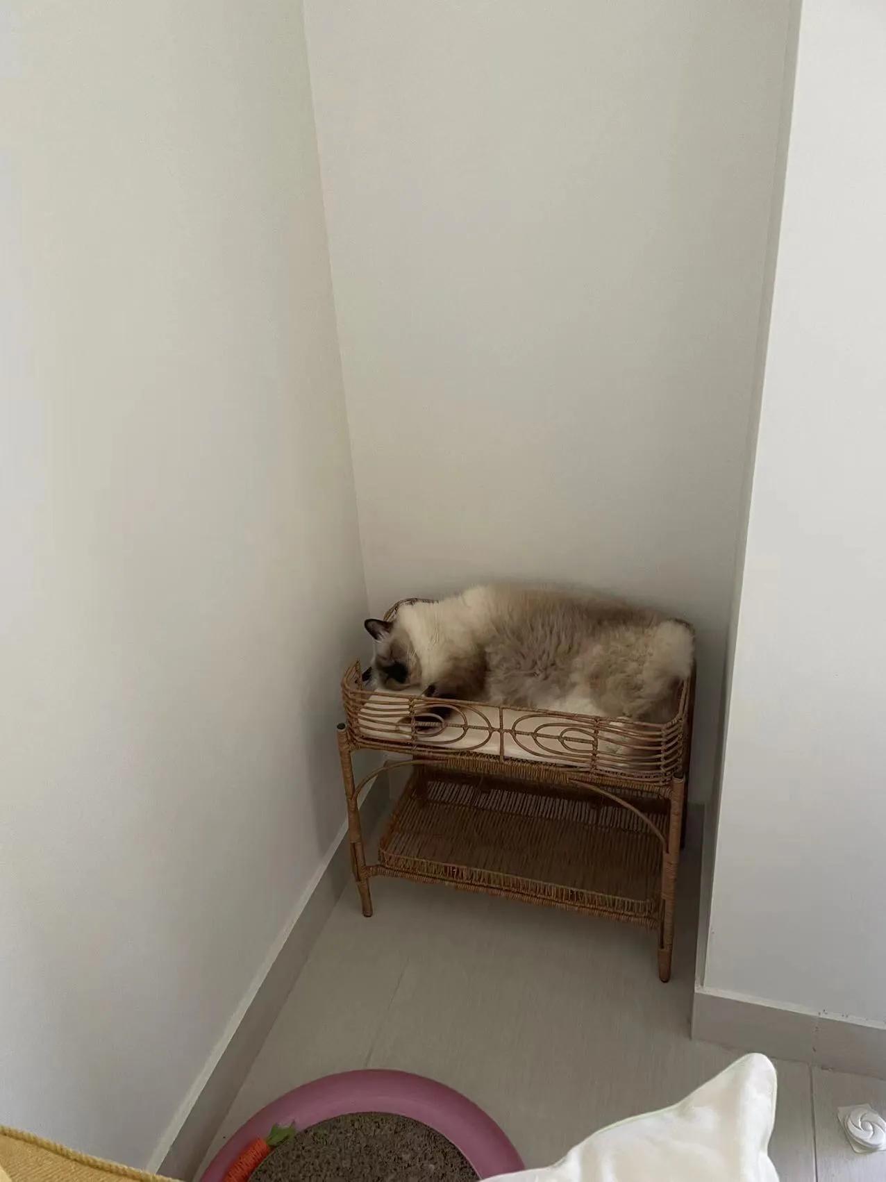 在澳洲养布偶猫,在澳洲养猫一年多少钱