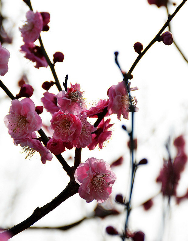 梅花香自苦寒来完整版,梅花香自苦寒来