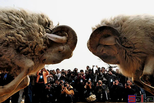 Sbike动植物百科：世界十大博戏，斗兽、斗禽、斗虫、斗鱼（上）