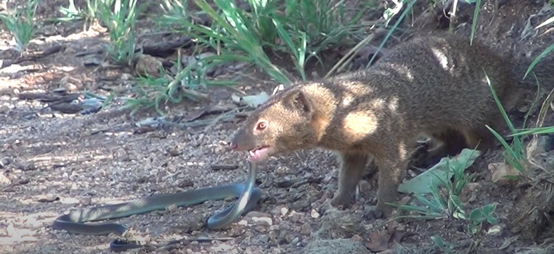 獴和毒蛇同归于尽,獴和毒蛇大战