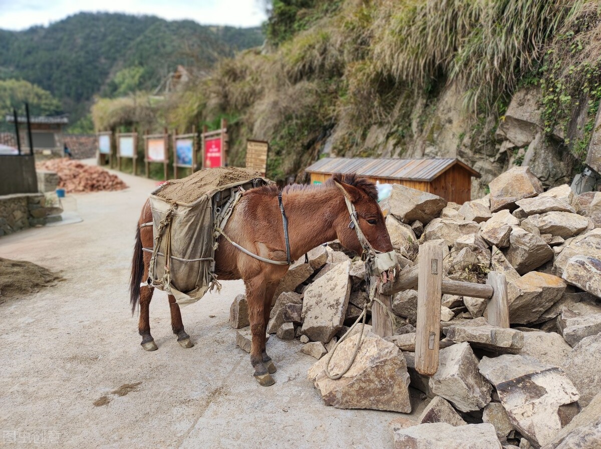 为啥骡子不能生育图文,骡子和驴骡是什么关系