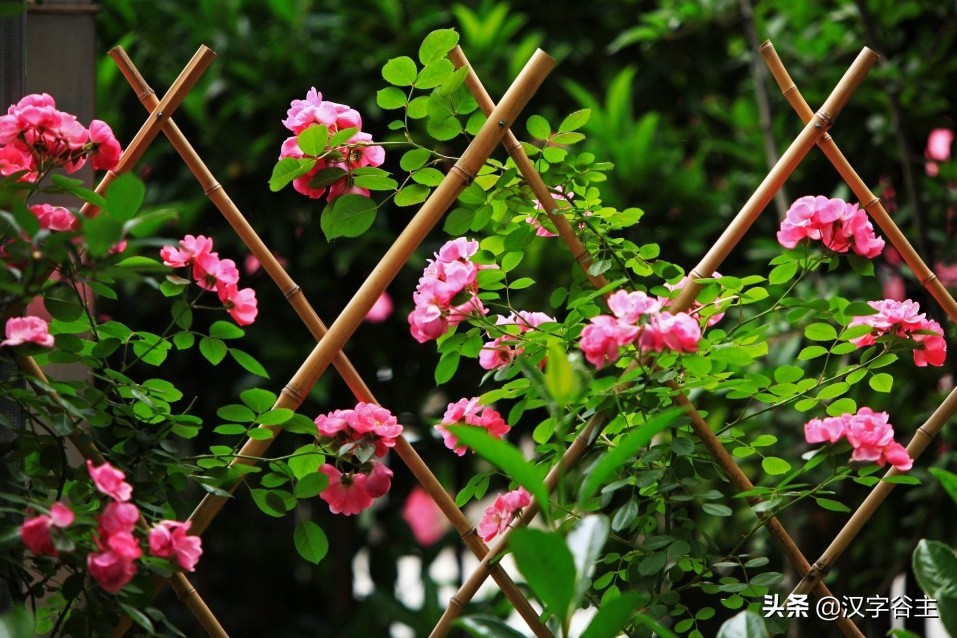 国家植物园游览掠影,走进国家植物园南北月季花海