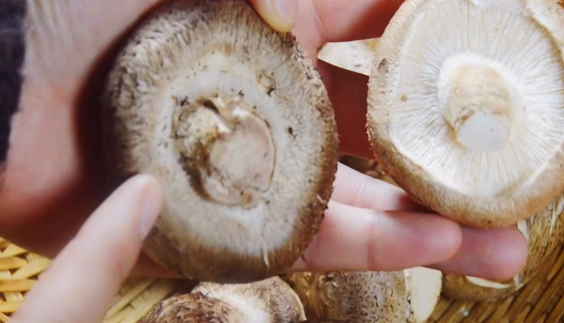 买香菇应该买大的还是买小的,买香菇怎么选