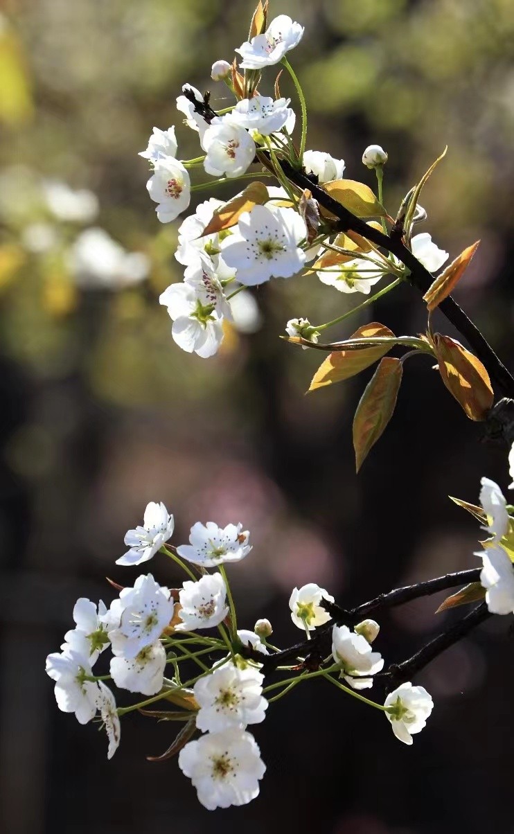 寻找最美春天｜花开四月，翻涌春日悸动！
