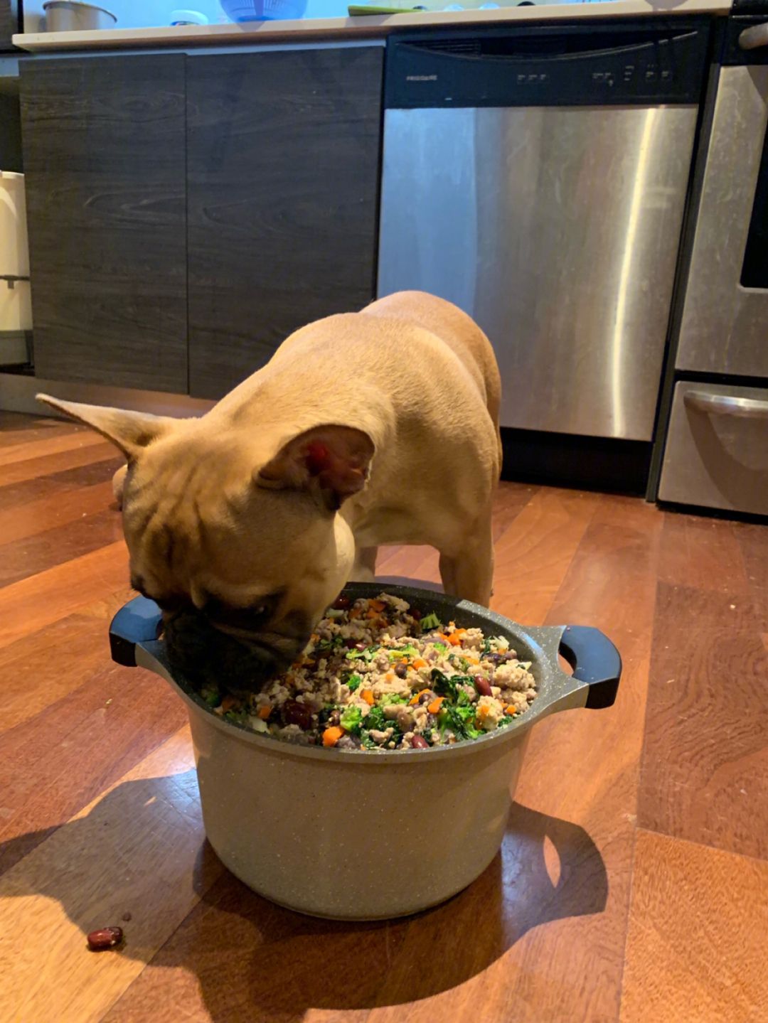 哪种狗狗最温顺最聪明好养不掉毛,好养的7种狗狗颜值高性格好