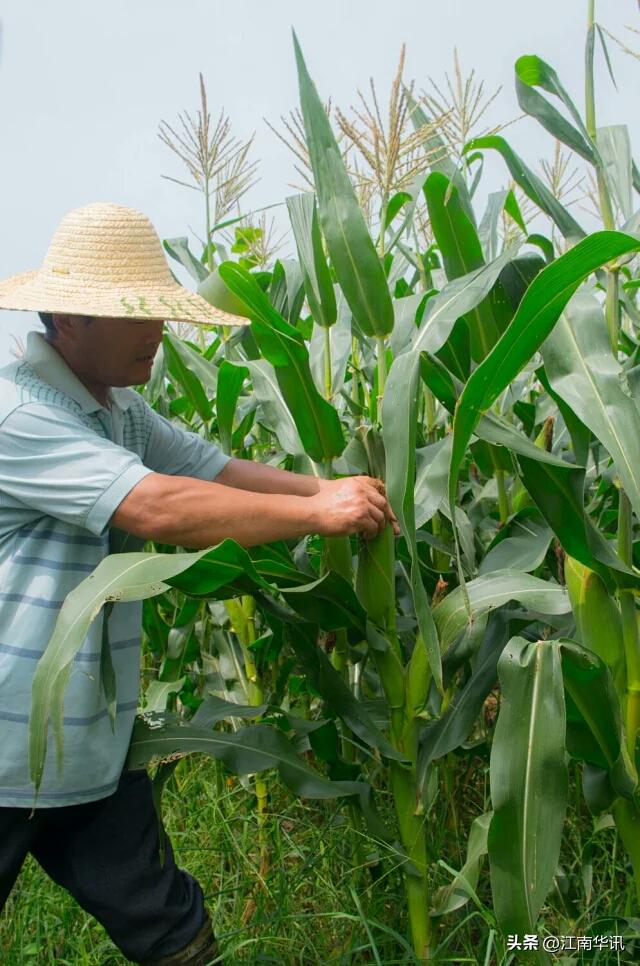 常州市横林镇狄坂村樱桃园,常州横林新农村改造