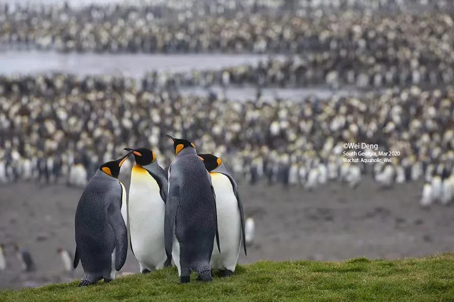 我在南极养企鹅,我在南极的日子