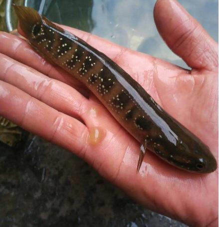 几种最常见的小杂鱼简介,常见的20种小杂鱼