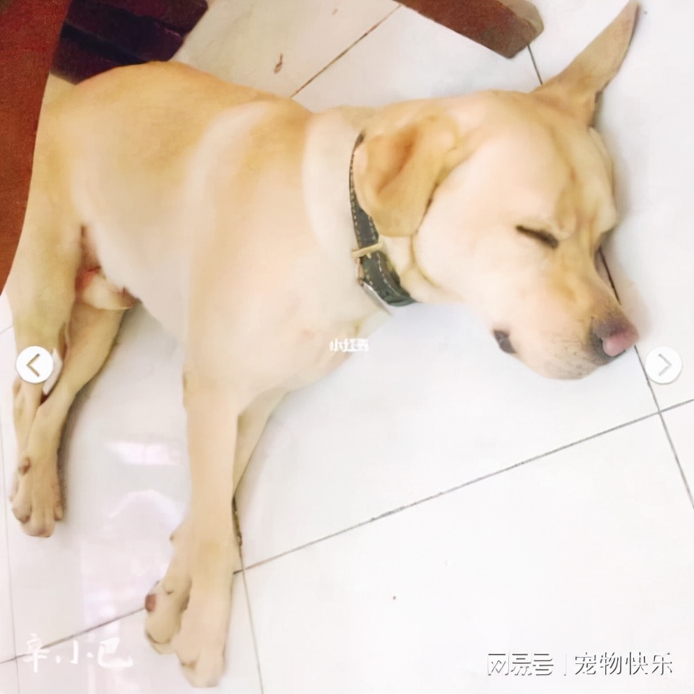 狗丢了用剪刀能找回来吗,狗丢了怎么找回来不认识主人